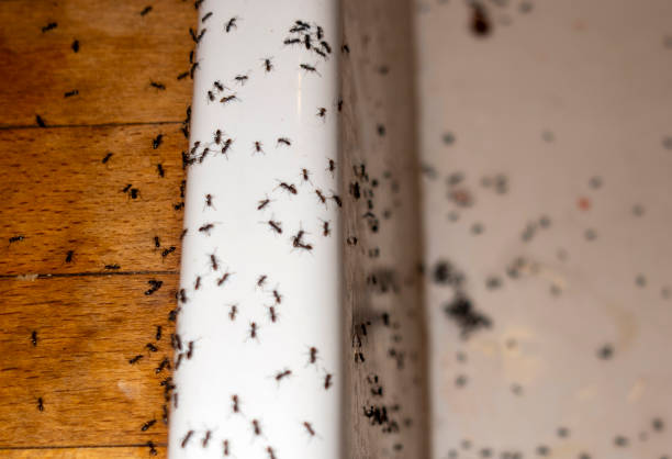 Best Pest Prevention Services  in Cottage Lake, WA