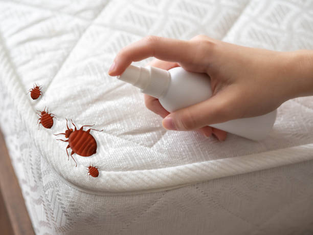 Best Wasp Removal Services  in Cottage Lake, WA