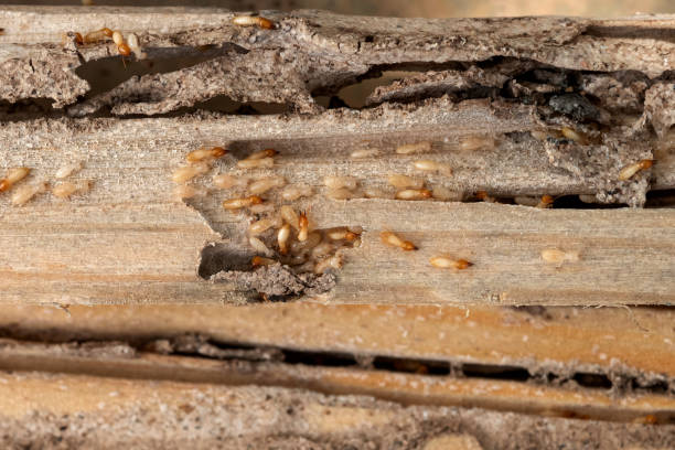 Best Termite Control Services  in Cottage Lake, WA